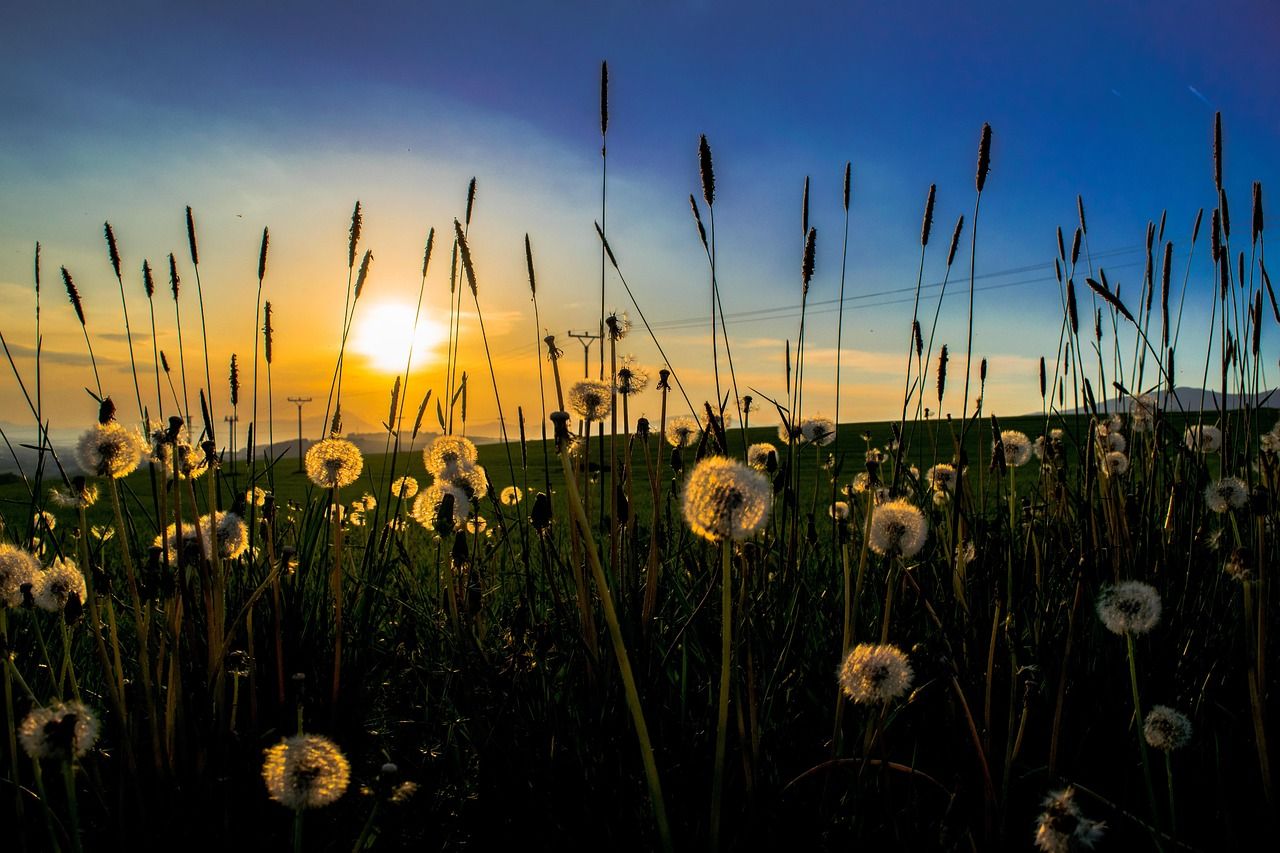 Доки кульбаби ще не відцвіли, з них можна готувати каперси й аджику!