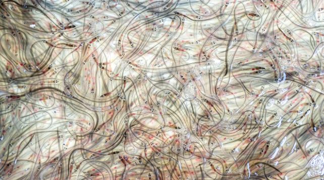 Дізнатися більше про те, як розмножуються ці вугрі, є критично важливим, оскільки кількість, яка прибуває до Європи, різко скоротилася на 95% з 1980-х років.