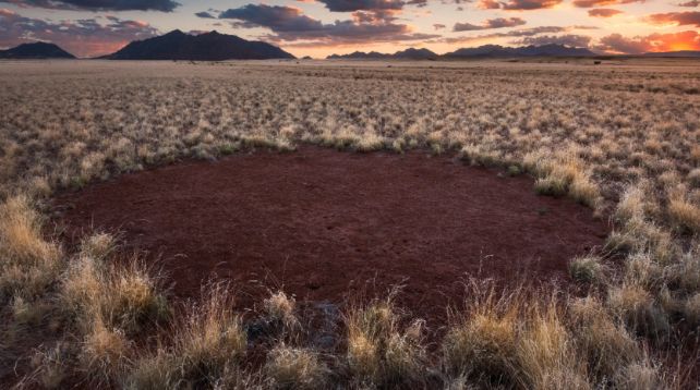 Протягом десятиліть безплідні ділянки в посушливих луках пустелі Наміб спантеличували вчених: в