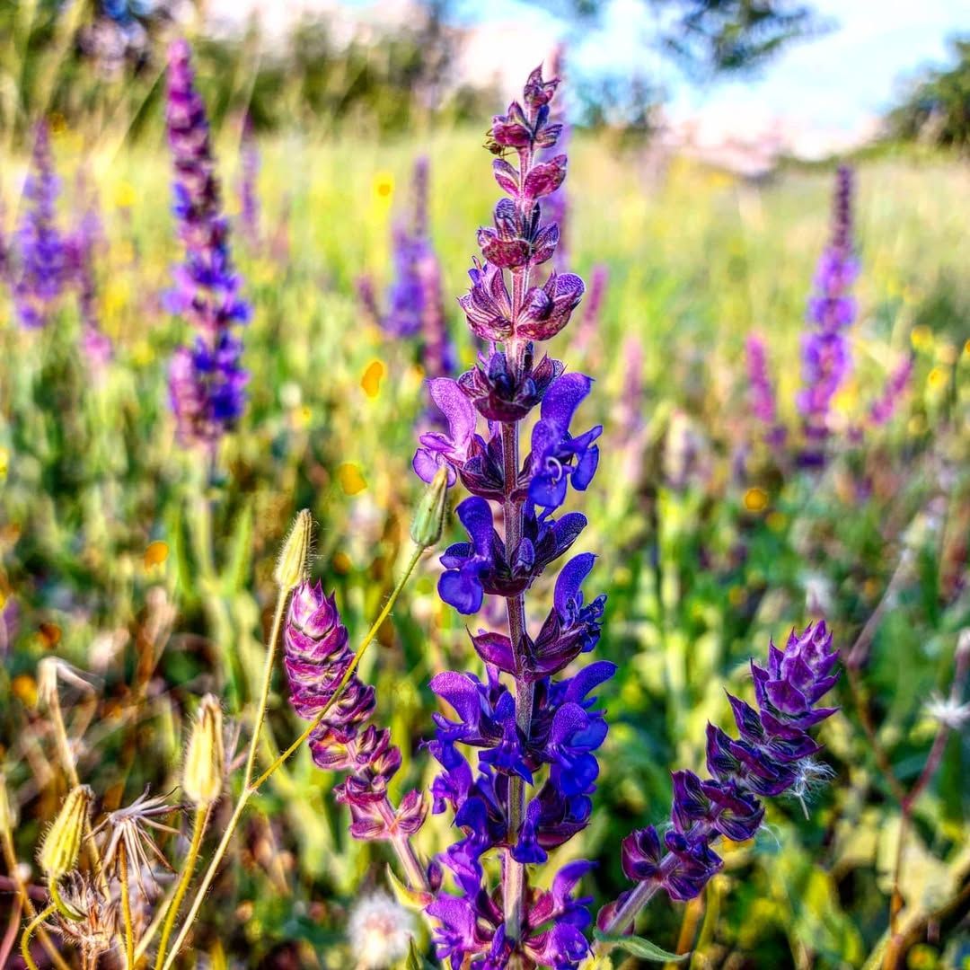 Украинцы издавна верят в исцеляющие свойства шалфея. Украинцы издавна верят в исцеляющие свойства шалфея.