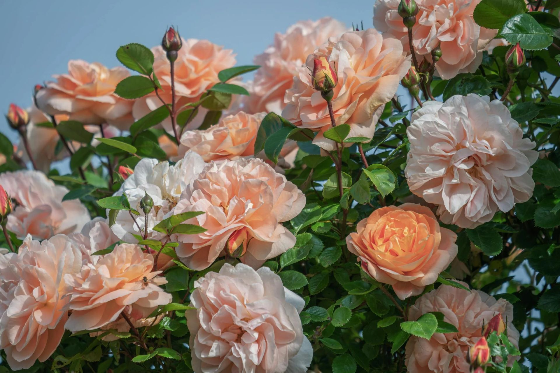    Без цветов на нашей планете не было бы многих фруктов, овощей и даже некоторых видов меда, который мы так любим!