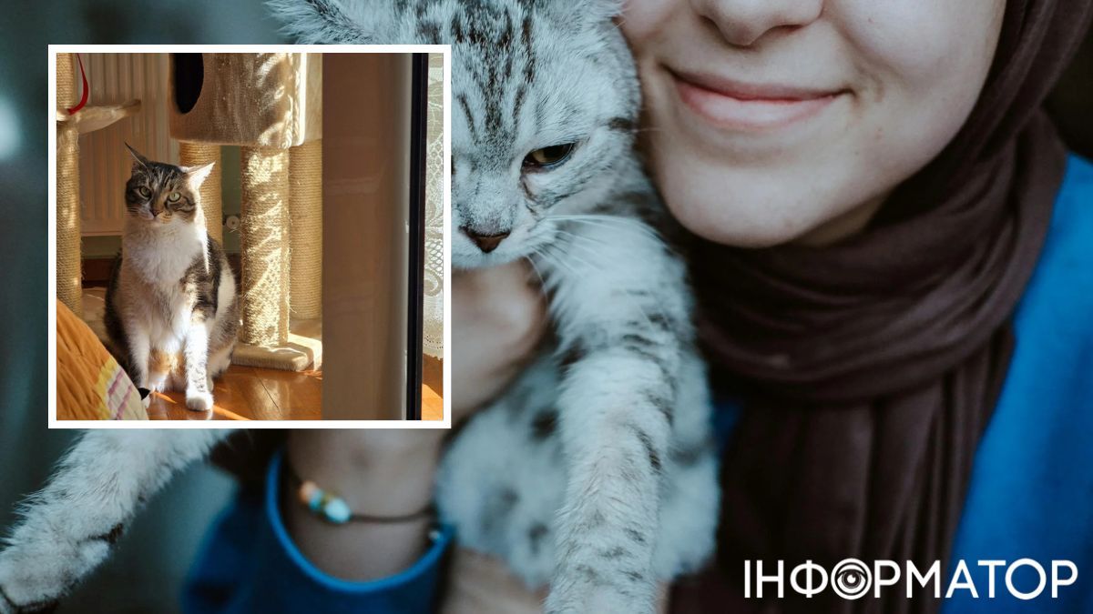 Кот, кошки, животные, ученые, исследования