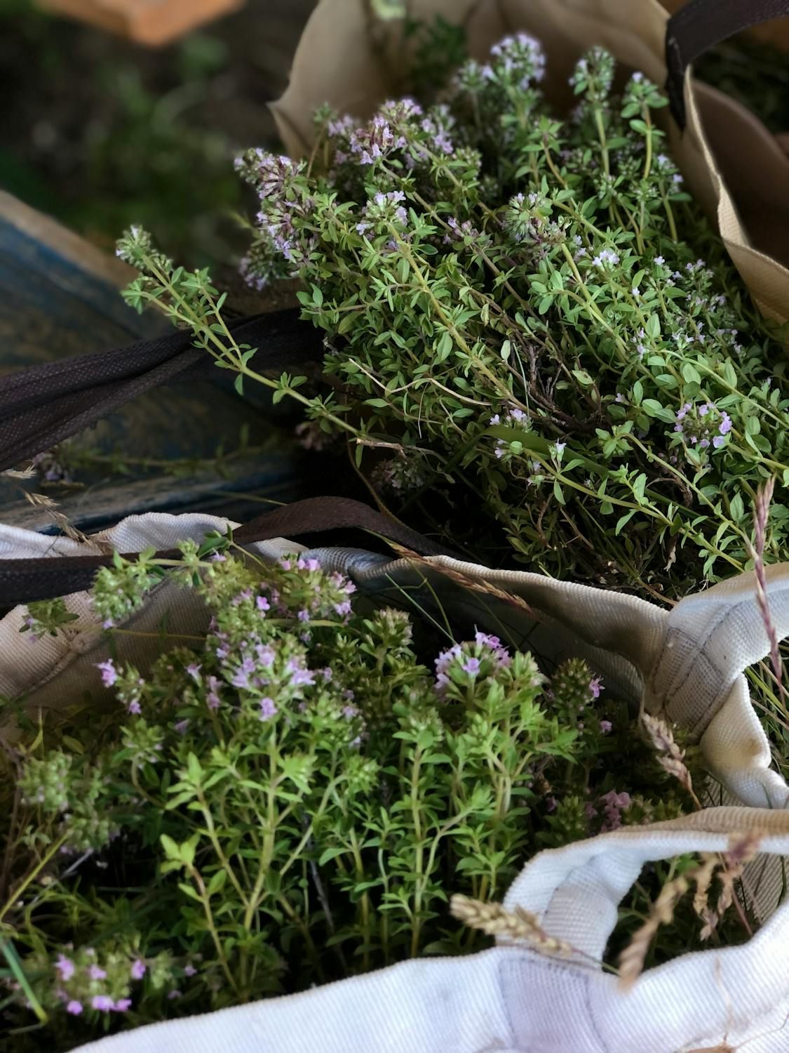 День чебрецю - свято, присвячене рослині чебрець - Thymus vulgaris.