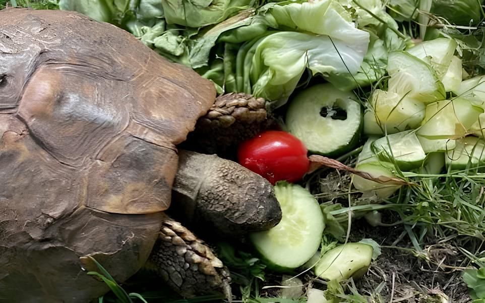 51-річна жінка, яка володіє твариною вже 40 років, зараз святкує повернення своєї улюблениці! 51-річна жінка, яка володіє твариною вже 40 років, зараз святкує повернення своєї улюблениці!