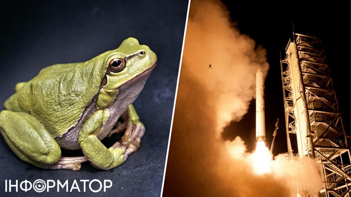 NASA, космос, ракета, зліт, жаба, тварини, природа