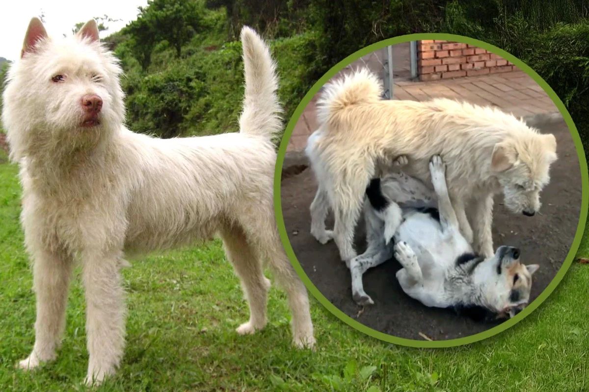 Пес бежевого цвета Чанмао эффективно разрешает постоянные конфликты стаи