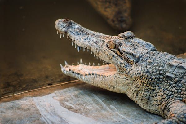 Крокодили та алігатори знаходяться на межі вимирання Яке сьогодні, 17 червня, свято: Всесвітній день сміттяра та карате 4