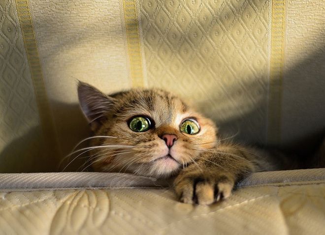 Хвора кішка поводить себе нетипово