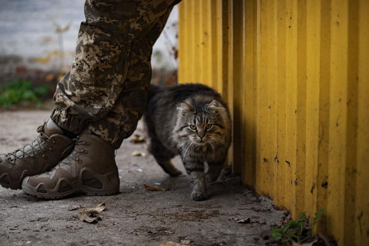 Генштаб ЗСУ показав військових котиків: це так мило! 2