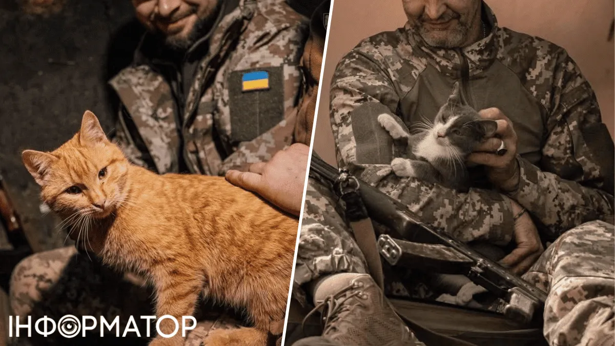 Кошки и собаки на войне