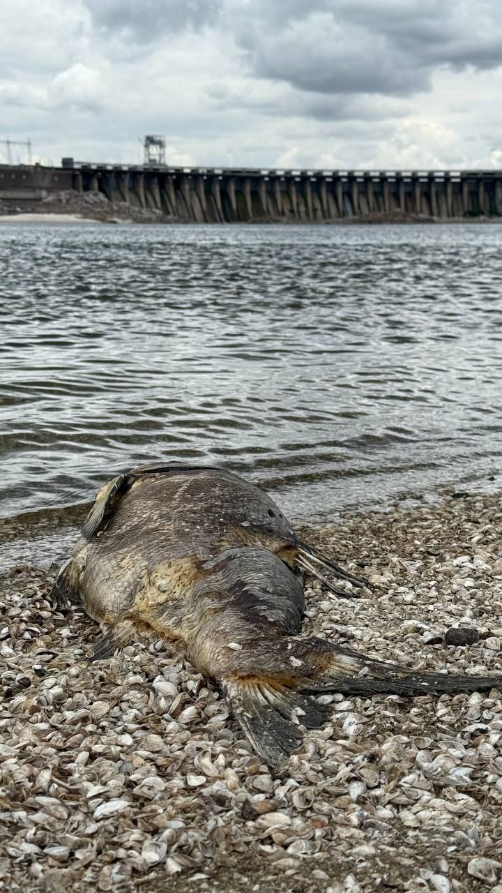 На Запорожье в Днепре обнаружили мертвую рыбу: что говорят экологи 1