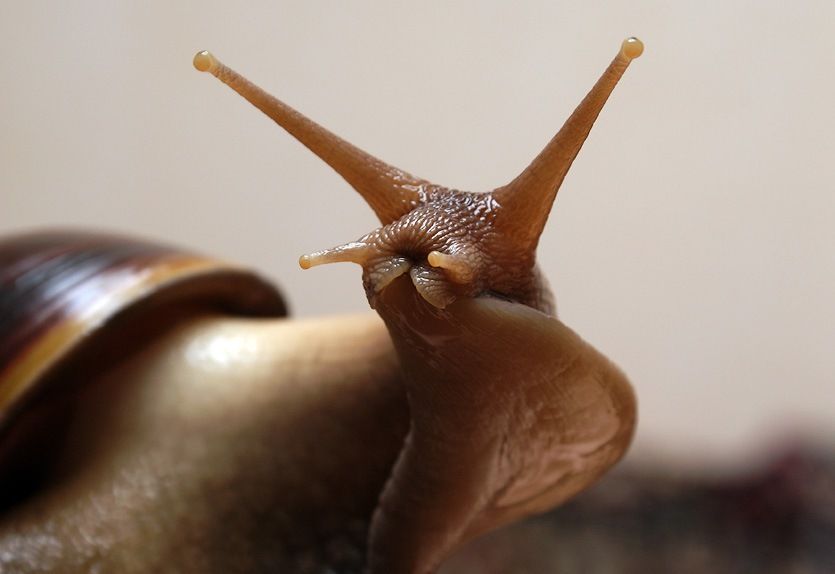 Улитки действуют так же, как комар или змея Улитки действуют так же, как комар или змея