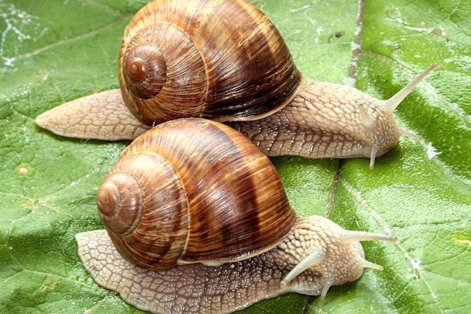 Улитки садовые стреляют дротиками Улитки садовые стреляют дротиками