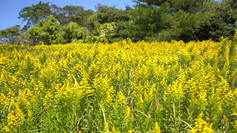 Яке сьогодні, 28 червня, свято: День Конституції України та Міжнародний день пірсингу 4