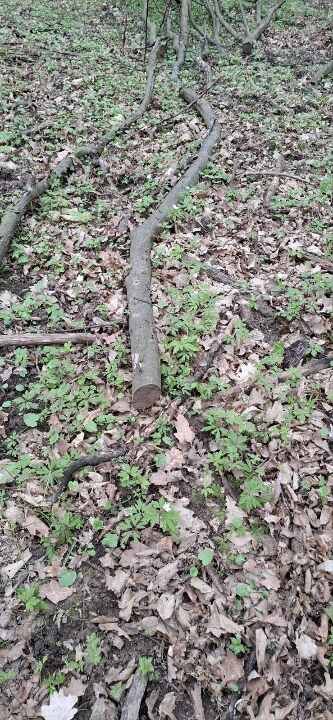 Фото з сайту торгів - гілка дерева, яку виставили на продаж Фото з сайту торгів - гілка дерева, яку виставили на продаж