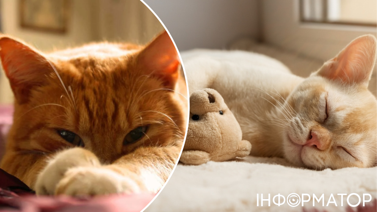 Кошки