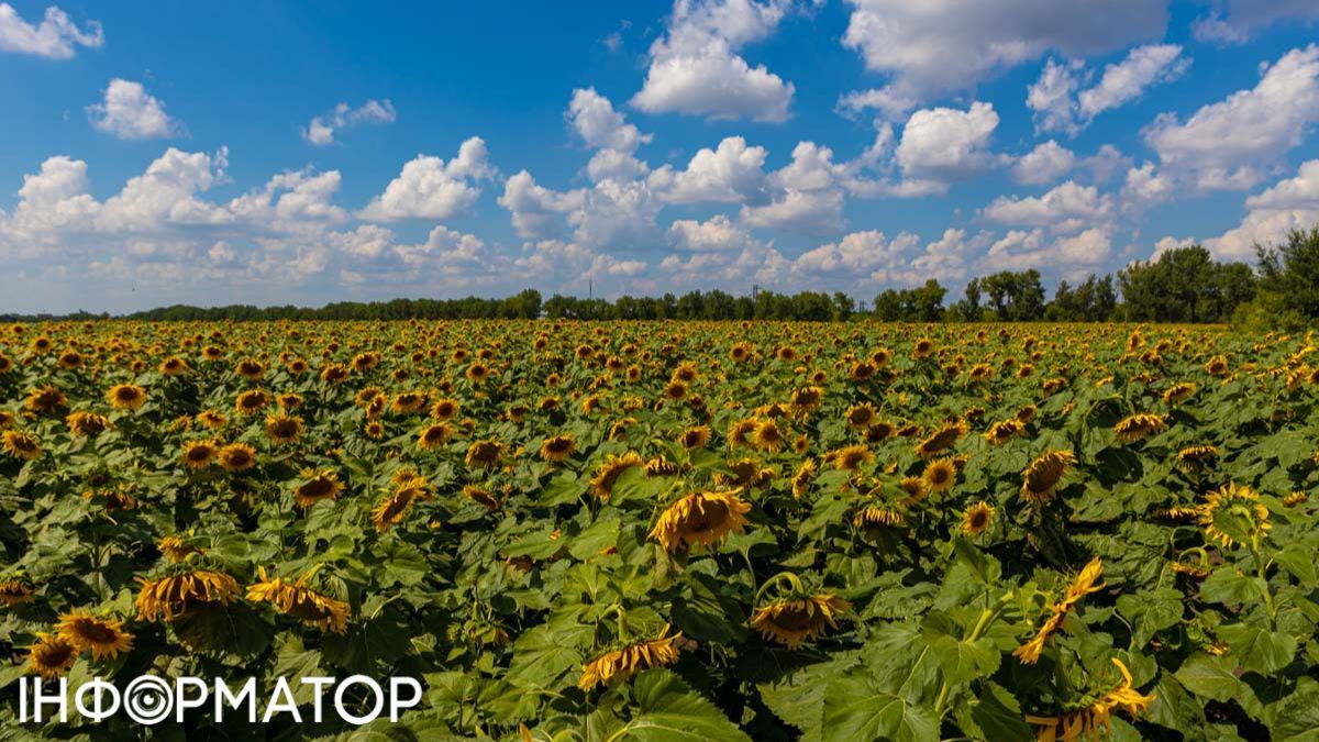 Подсолнечное поле Фото: Информатор