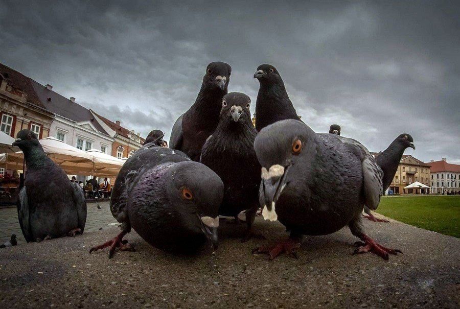 Птицы теряют пальцы из-за нити и волос Птицы теряют пальцы из-за нити и волос