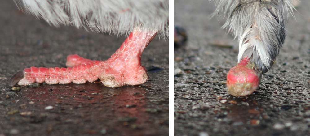 Голуби страдают от людей. Голуби страдают от людей.