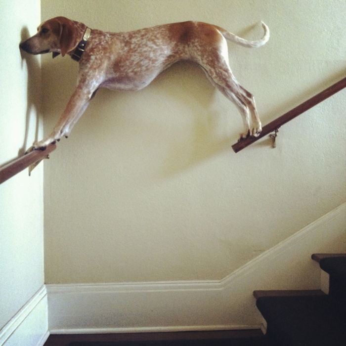 Отлично балансирует на разных предметах Отлично балансирует на разных предметах