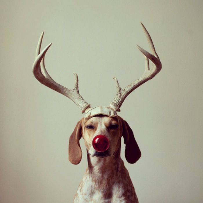 Медди смотрится на всех фото невозмутимо Медди смотрится на всех фото невозмутимо