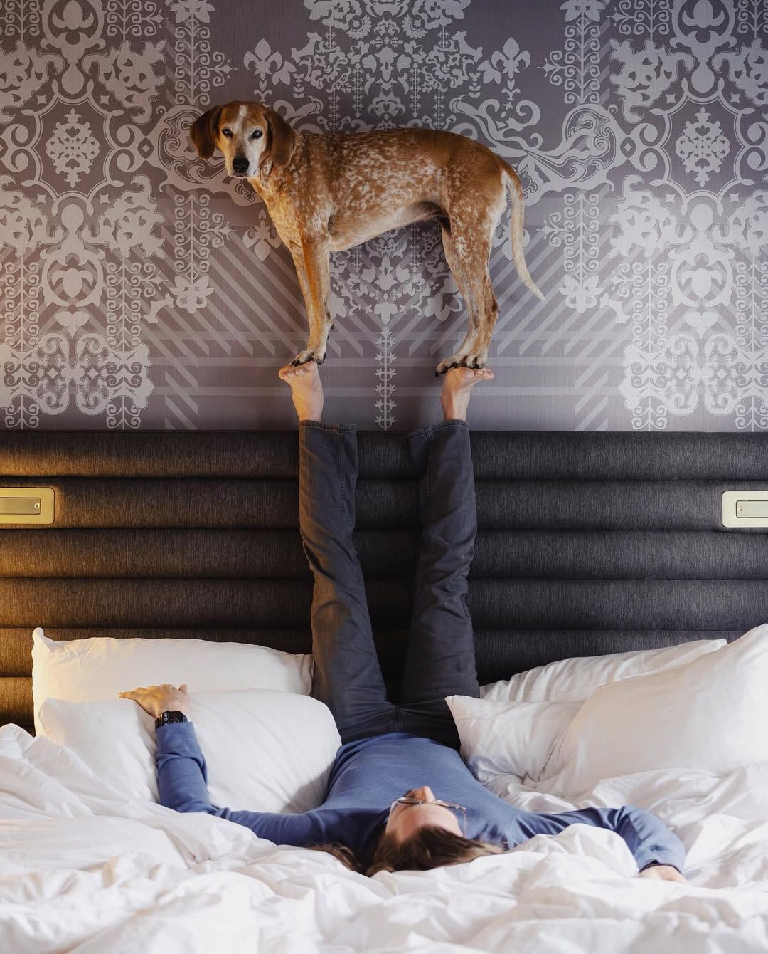 Собака бросает вызов законам гравитации. Собака бросает вызов законам гравитации.