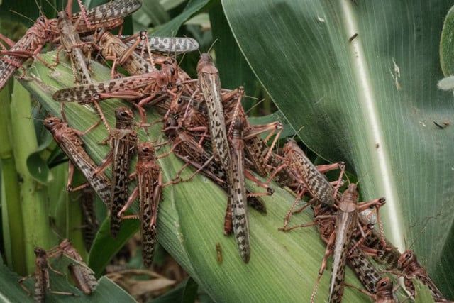 Ученые советуют не травить насекомых – пусть этим займутся птицы