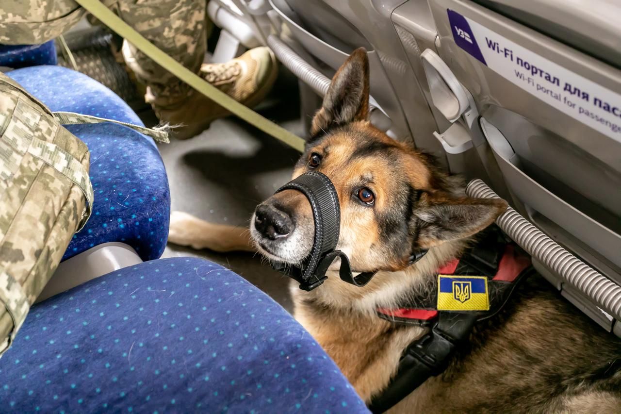 Перевозка собак поездами Укрзализныци Фото: Минразвития