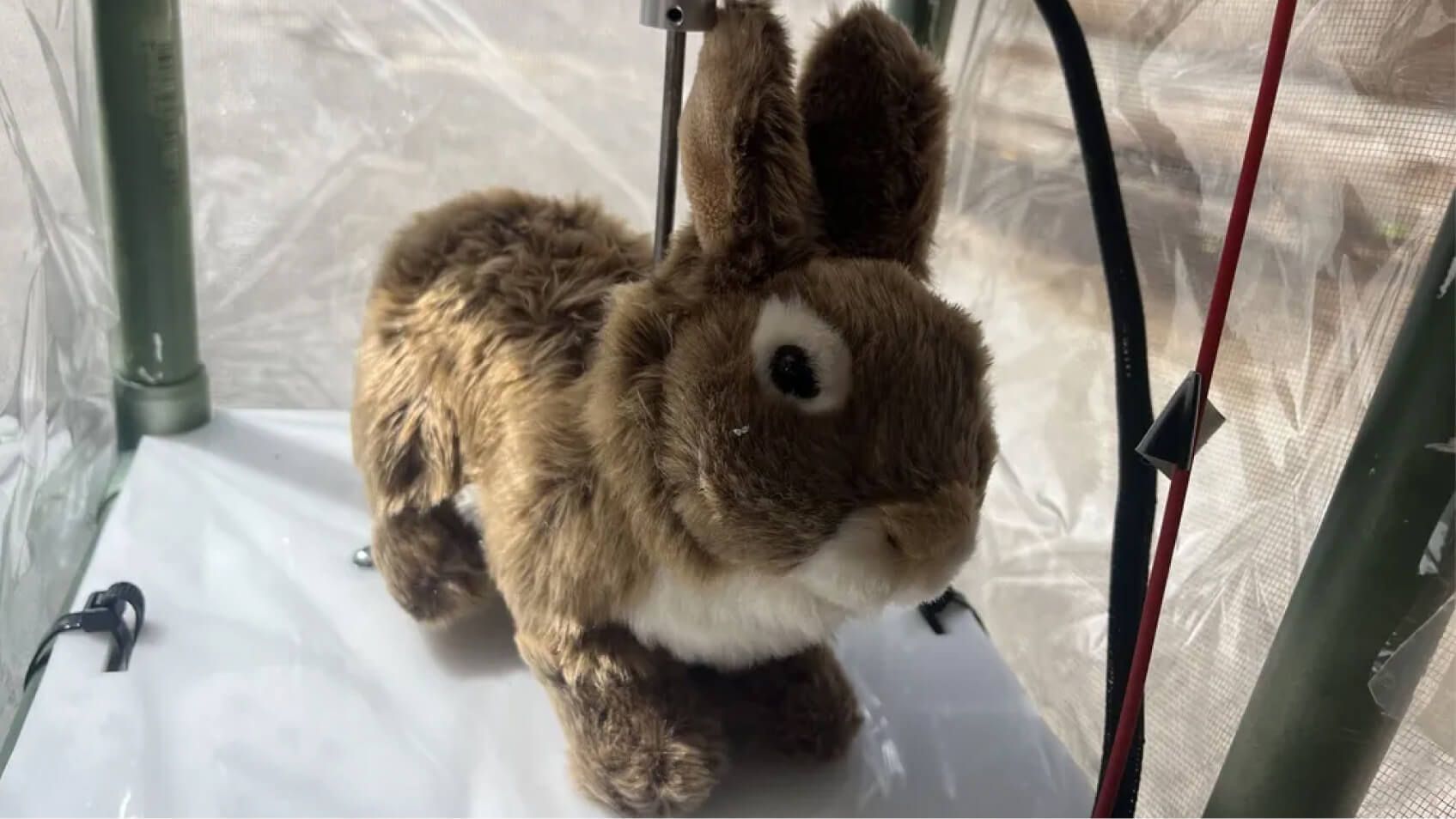 Питоны выползают к добыче и попадают в ловушку.