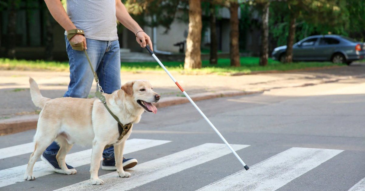 Собакт помогают тем, кто нуждается в поддержке и заботе. Собакт помогают тем, кто нуждается в поддержке и заботе.