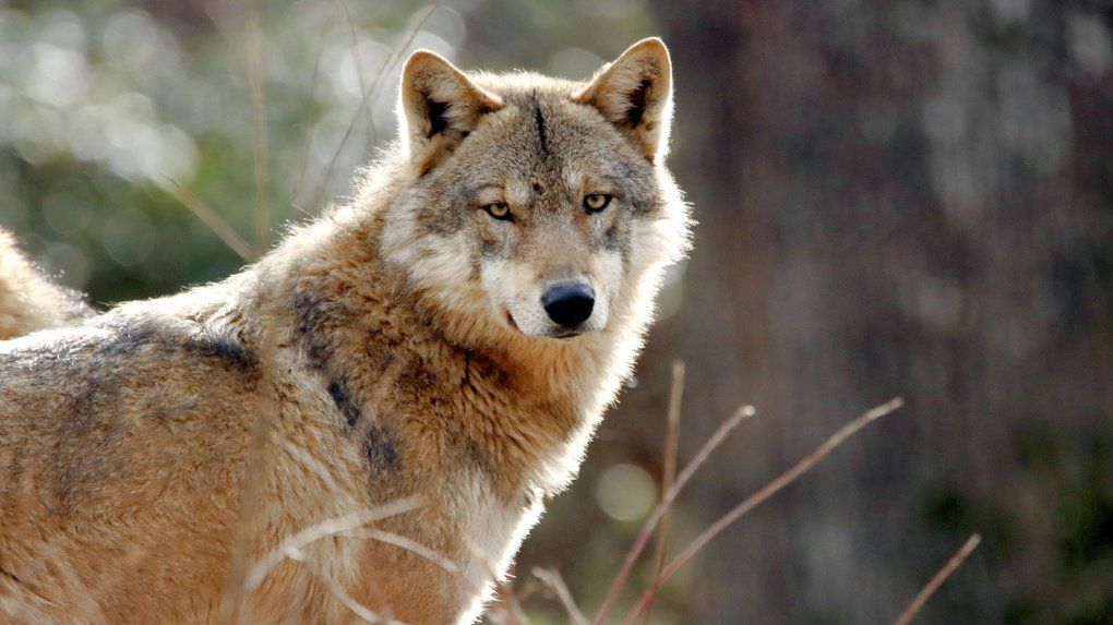 Вовки – лікарі природи Яка сьогодні, 13 серпня, дата: Всесвітній день шульги та каліграфії 2