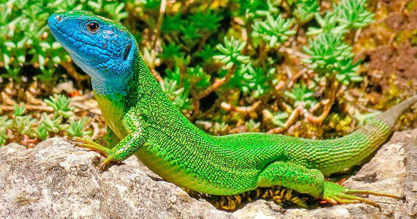 Налічується понад 6 тисяч видів ящірок Налічується понад 6 тисяч видів ящірок