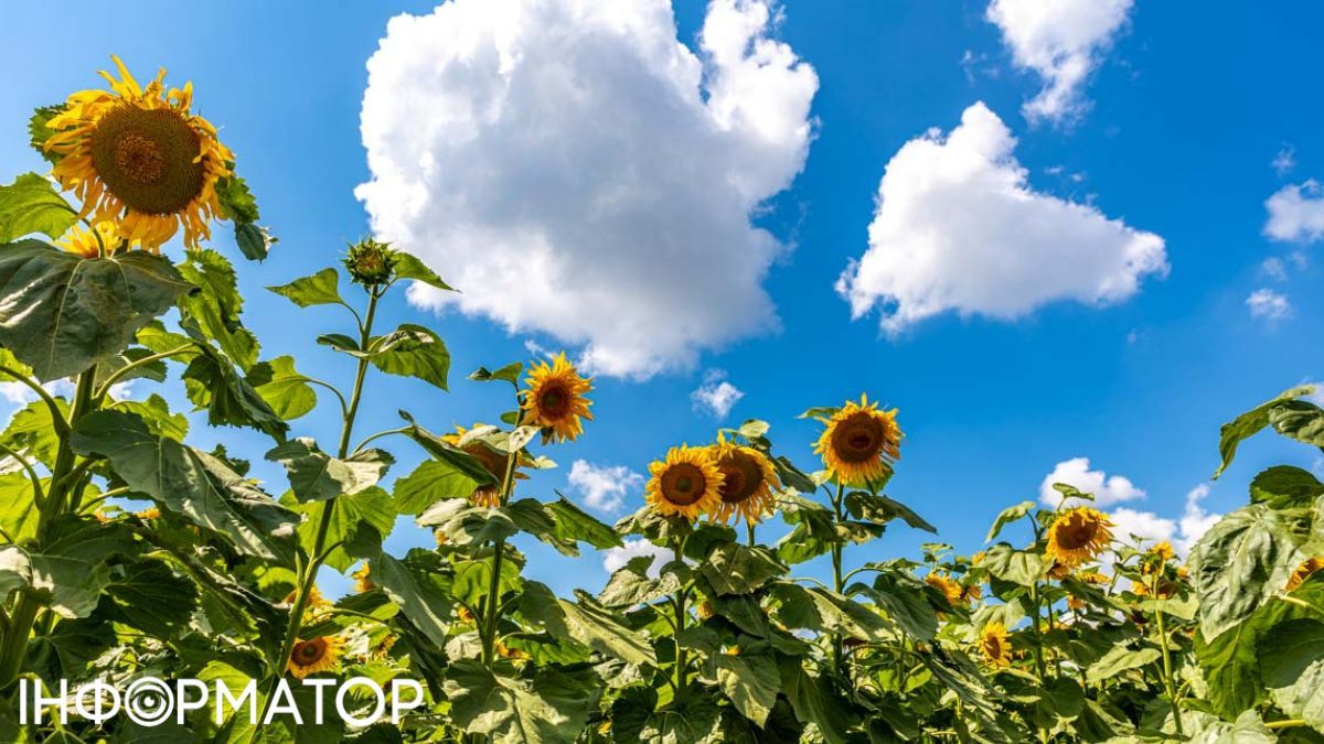 Соняшники, сільгоспземля Фото: Інформатор