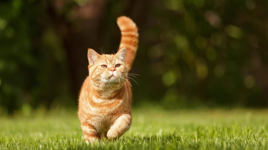 Коти допомагають людям справлятися зі стресом Коти допомагають людям справлятися зі стресом