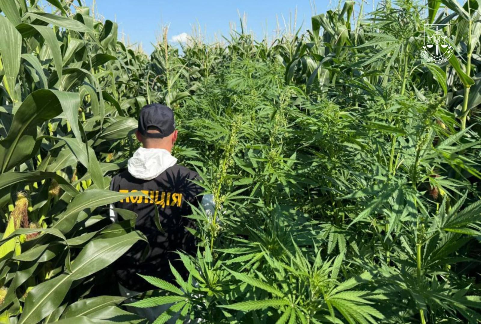 Найтупішу назву спецоперації вигадали навмисно, щоб спантеличити планокурів: Офіс генпрокурора похвалився виловом 2