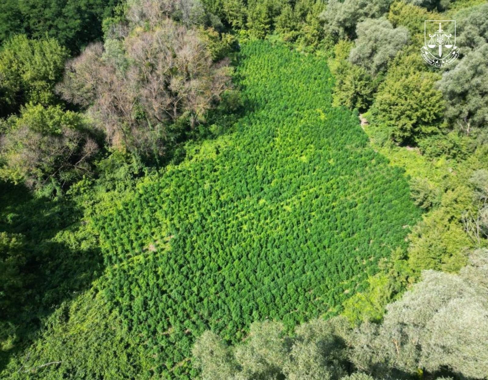 Найтупішу назву спецоперації вигадали навмисно, щоб спантеличити планокурів: Офіс генпрокурора похвалився виловом 1