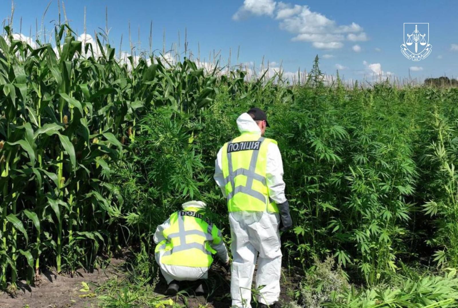 Найтупішу назву спецоперації вигадали навмисно, щоб спантеличити планокурів: Офіс генпрокурора похвалився виловом 3