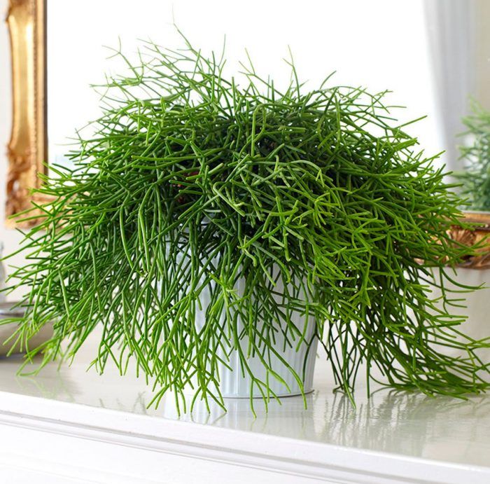 Правильно регулируйте полив Правильно регулируйте полив