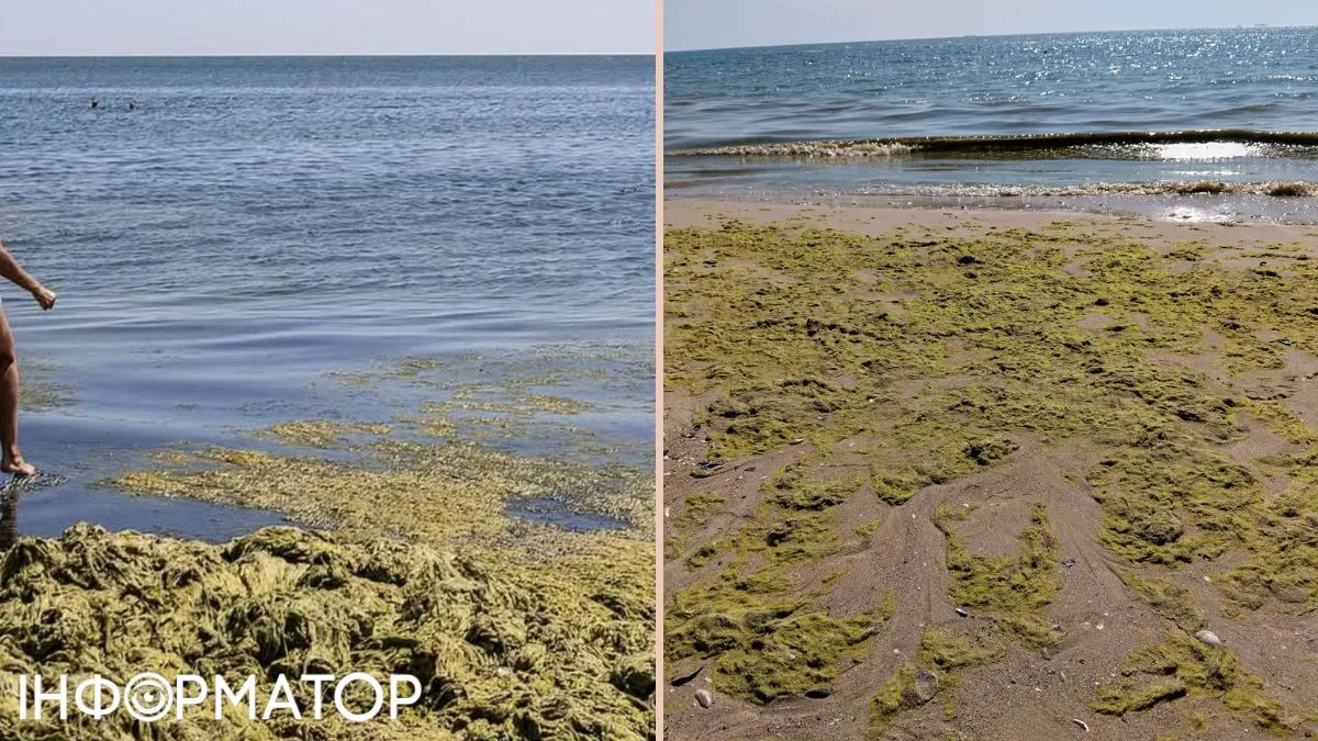 В Одесі зацвіло Чорне море