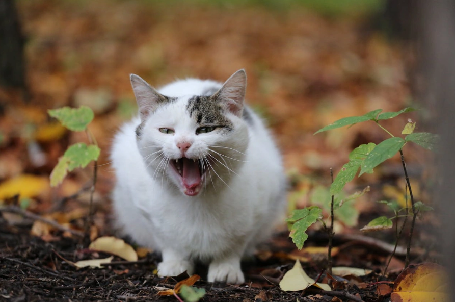 Коти перестають поводити себе звично Коти перестають поводити себе звично
