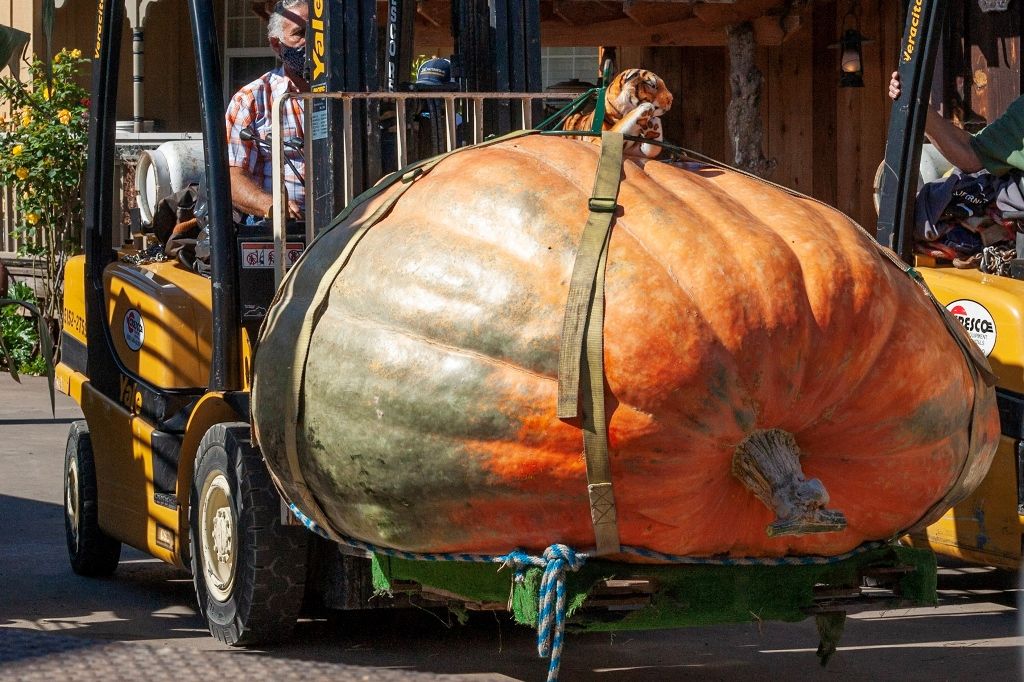 По размерам тыква может достигать нескольких тонн