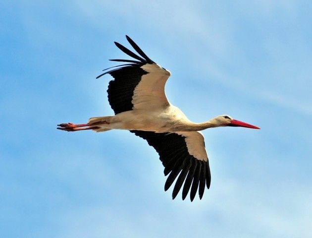 Животные предки жили 50 млн лет назад Какая сегодня, 14 сентября, праздник: Воздвижение Креста Господня, День танковых войск Украины и День города Днепр 5