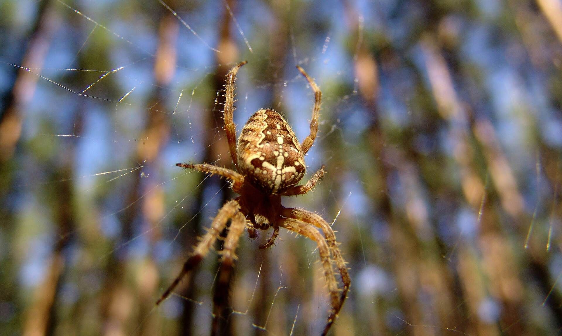 Зрелость у пауков наступает осенью Зрелость у пауков наступает осенью