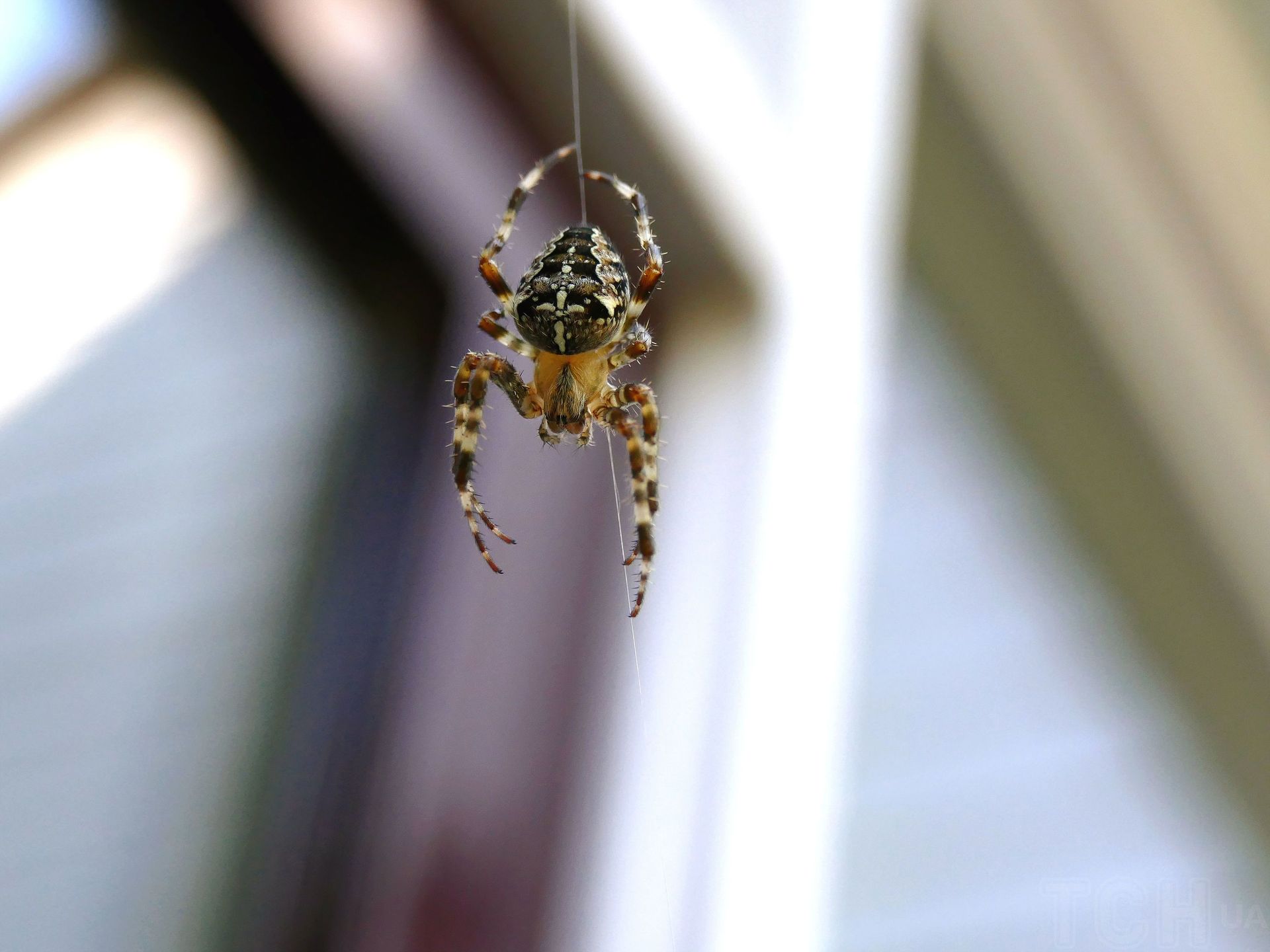 Павуки допоможуть вам побороти плодових мошок Павуки допоможуть вам побороти плодових мошок