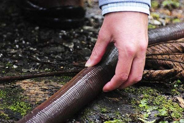 Тіло гігнтів тендітне і легко рветься