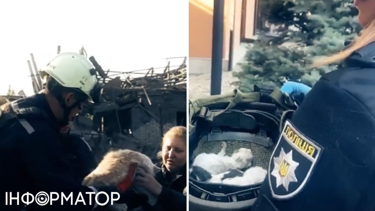 Правоохранители спасают малышей и взрослых животных