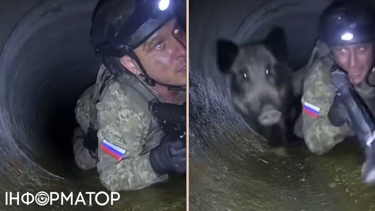 Світові медіа поширили відео, як солдат РФ злякався родича - дикого кабана у трубі в напрямку Куп'нська