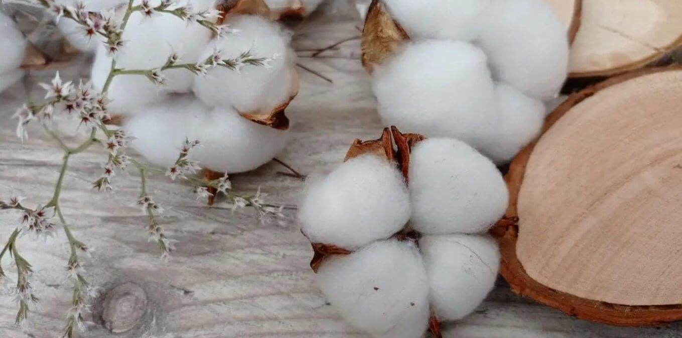 Яке сьогодні, 7 жовтня, свято: Всесвітній день бавовни та внутрішньої краси 2