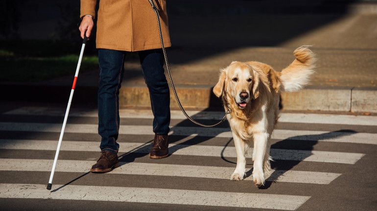 Белый тростник символизирует независимость и мобильность незрячих людей Какой сегодня, 15 октября, праздник: Всемирный день студента и белого тростника 5