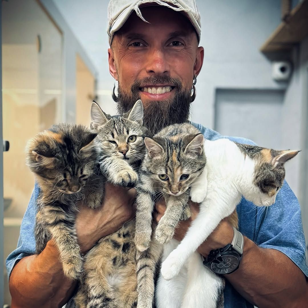 Для котів все важче знаходити новий дім